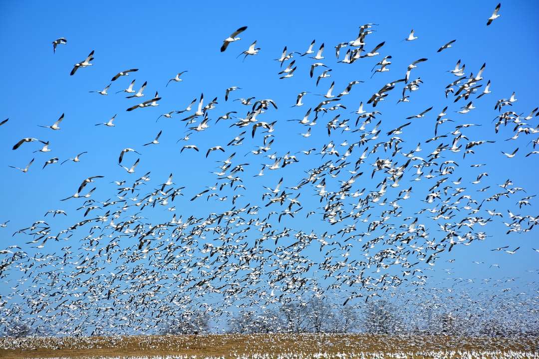 stado ptaków przelatujących nad zbiornikiem wodnym w ciągu dnia puzzle online