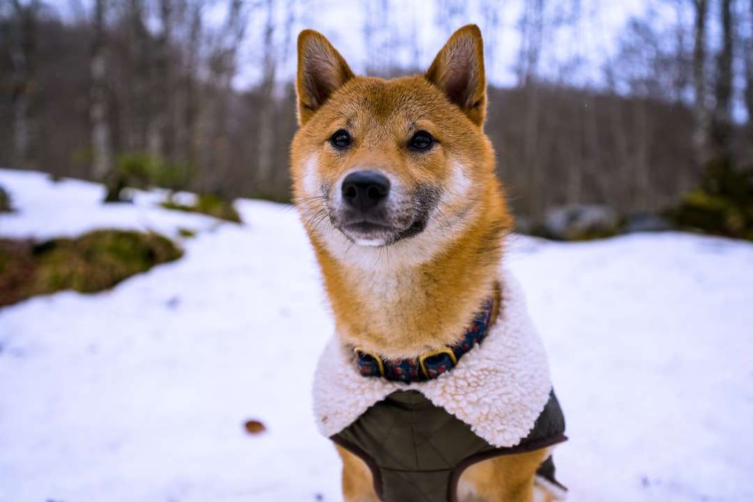 brązowy i biały pies krótkowłosy na ziemi pokrytej śniegiem puzzle online