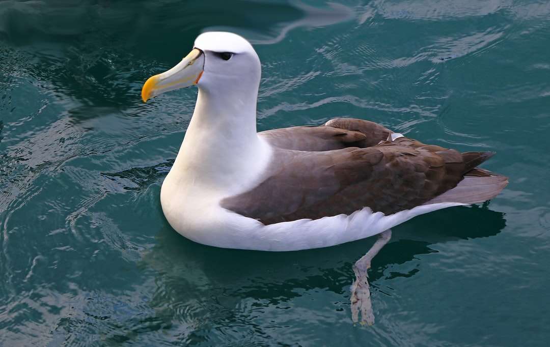 biały i brązowy ptak na wodzie puzzle online