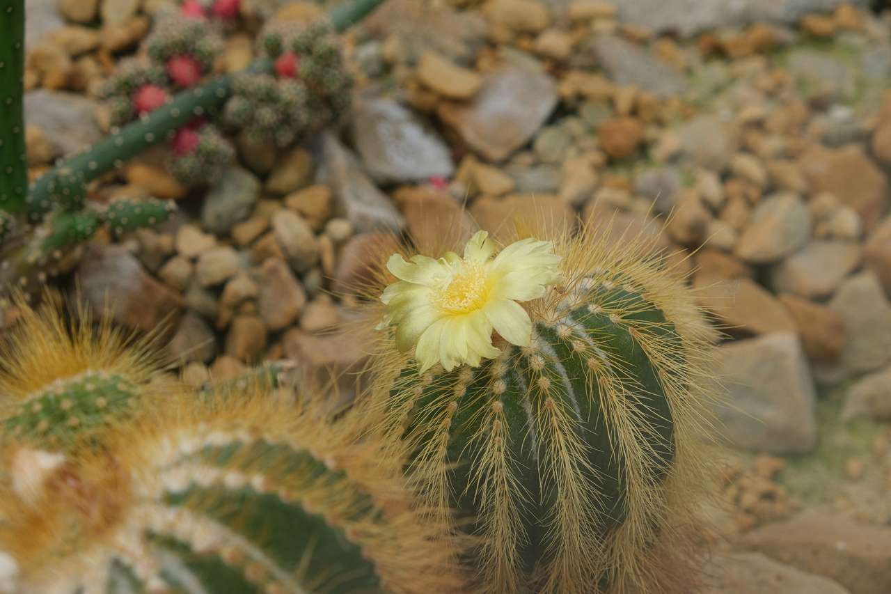 kwitnący złoty kaktus kulkowy puzzle online
