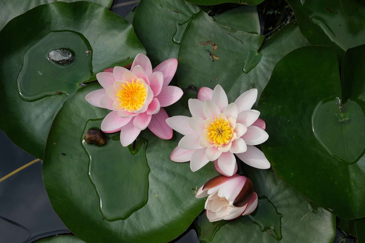 Kwiaty lilii wodnej puzzle online