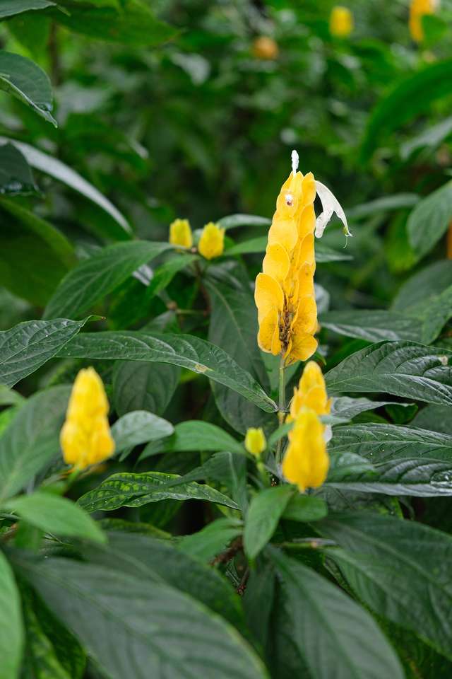 Żółty wielki kwiat ucha puzzle online