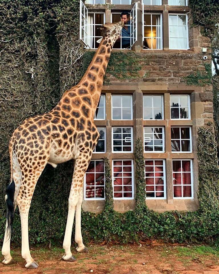 kenia- żyrafa przyszła na śniadanie puzzle online
