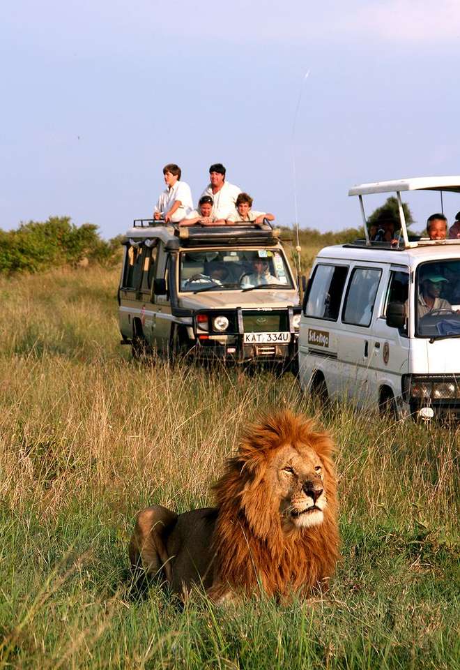 safari- lwica w keni puzzle online