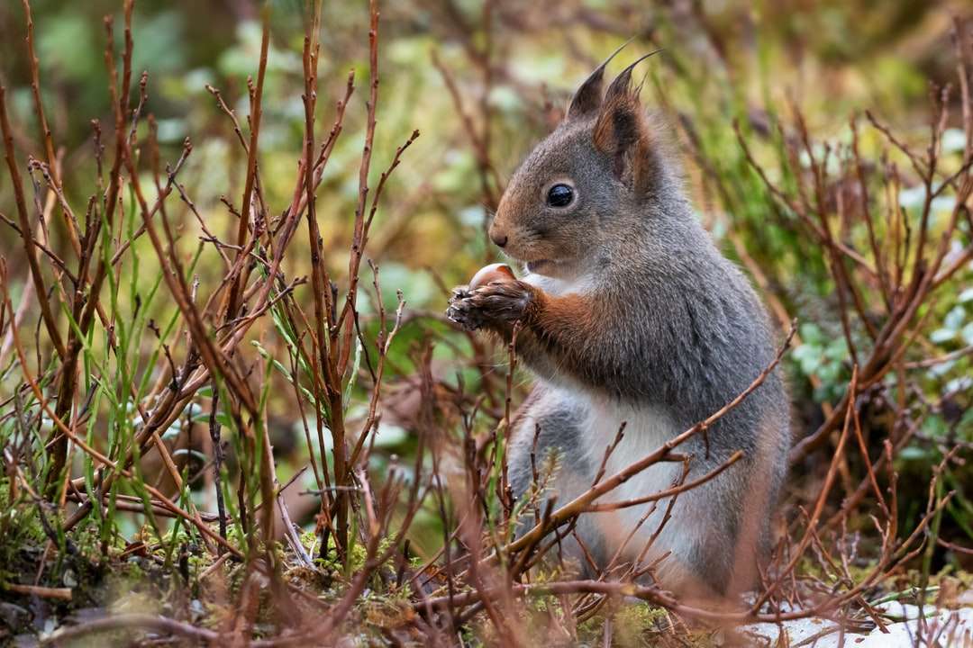 wiewiórka szara na brązowej trawie w ciągu dnia puzzle online