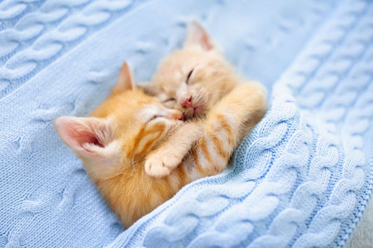 Słodkie przytulające kocięta puzzle online