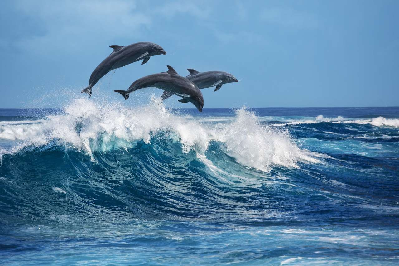 Trzy skaczące delfiny puzzle online