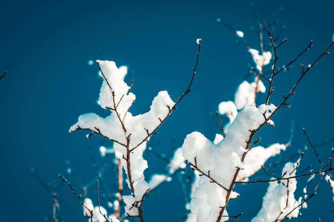 biały śnieg na czarnej gałęzi drzewa puzzle online