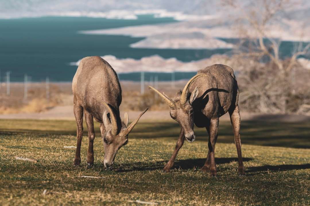 trzy brązowe jelenie na zielonym polu trawy w ciągu dnia puzzle online