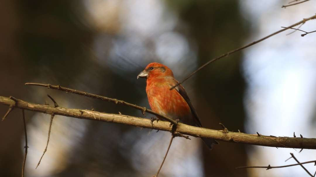 czerwony kardynał siedzący na gałęzi drzewa brązowy puzzle online