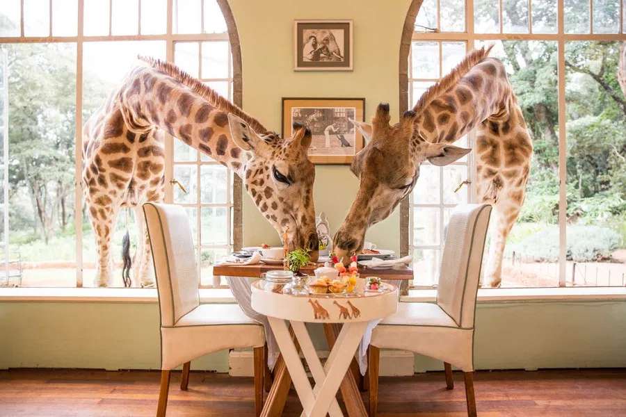 żyrafy na śniadaniu w keni puzzle online
