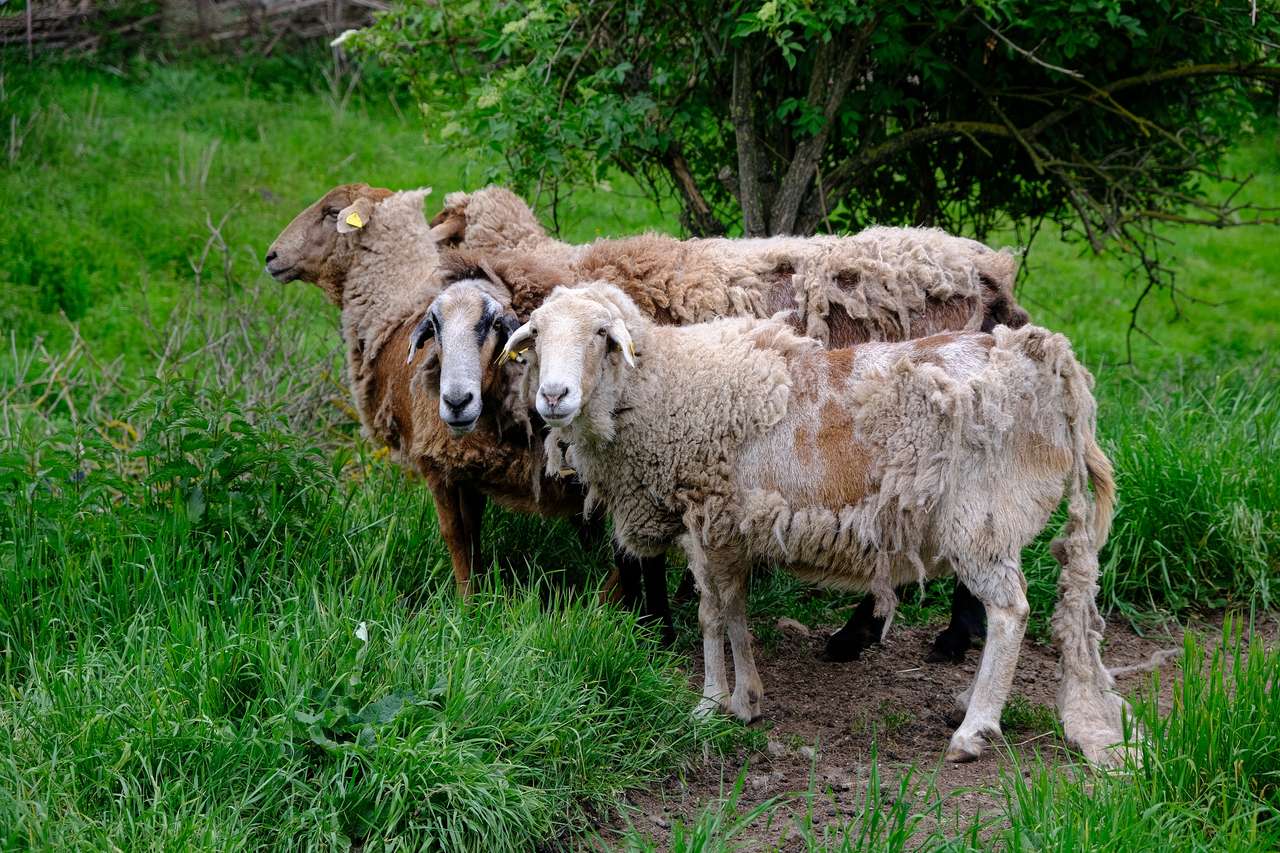 Dwie owce wyglądają na zaciekawione puzzle online