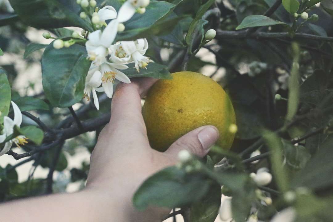 żółty cytrynowy owoc na ręce osób puzzle online