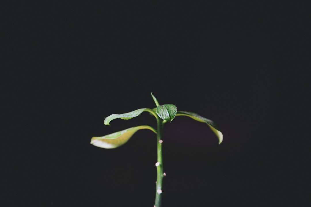zielony pączek kwiatu z czarnym tłem puzzle online