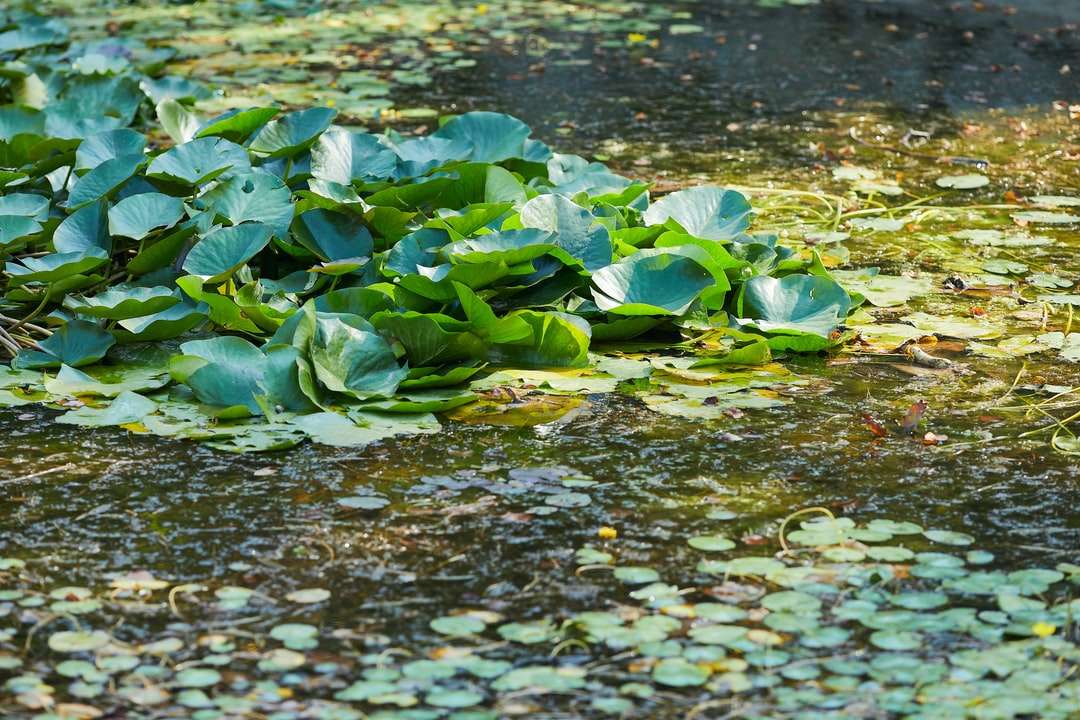 zielone liście na wodzie w ciągu dnia puzzle online