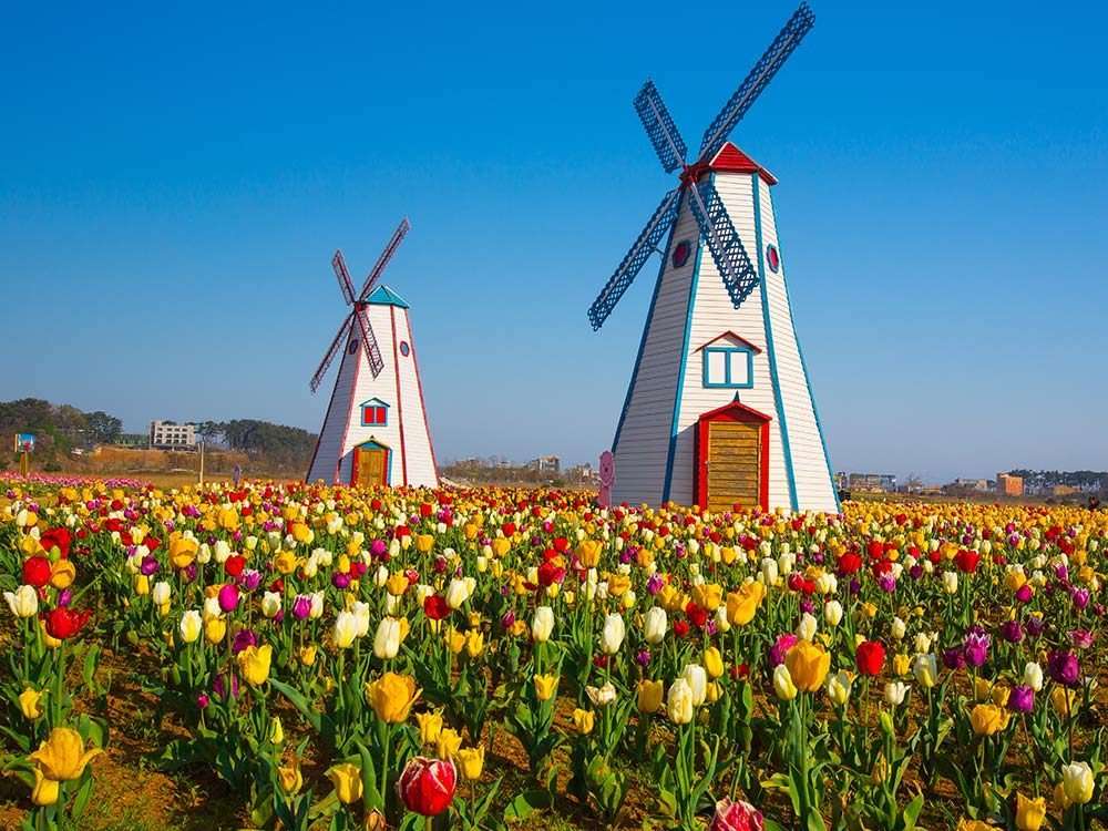 wiatraki w tulipanach puzzle online