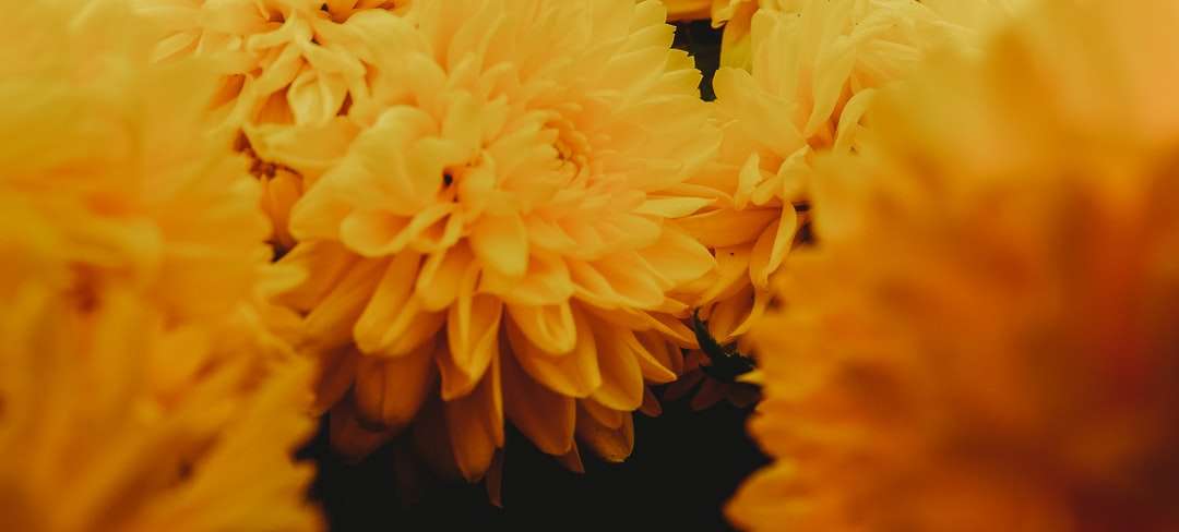 żółty kwiat na czarnym tle puzzle online