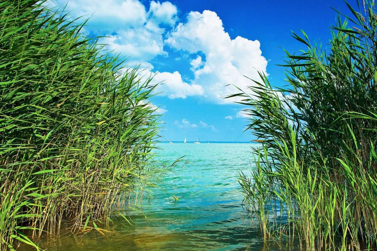Reed nad jeziorem Balaton na Węgrzech puzzle online