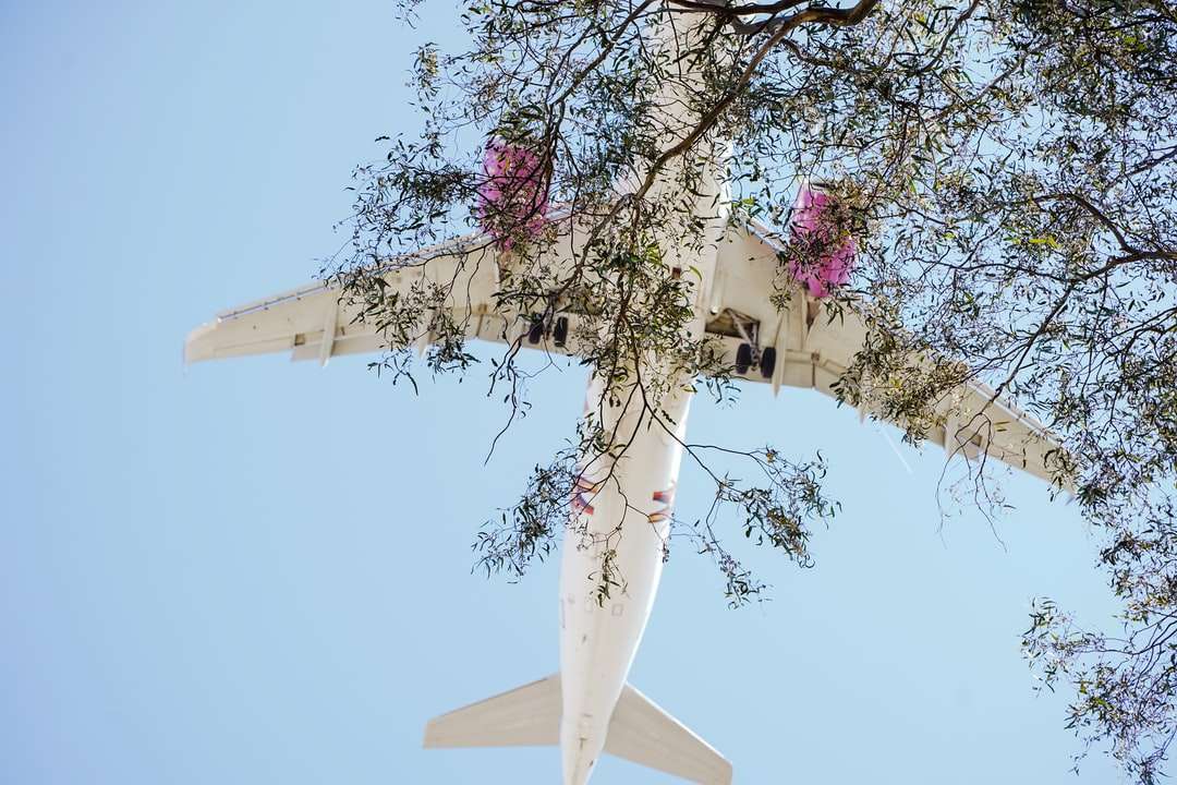 biały i niebieski samolot lecący nad drzewem różowy kwiat wiśni puzzle online