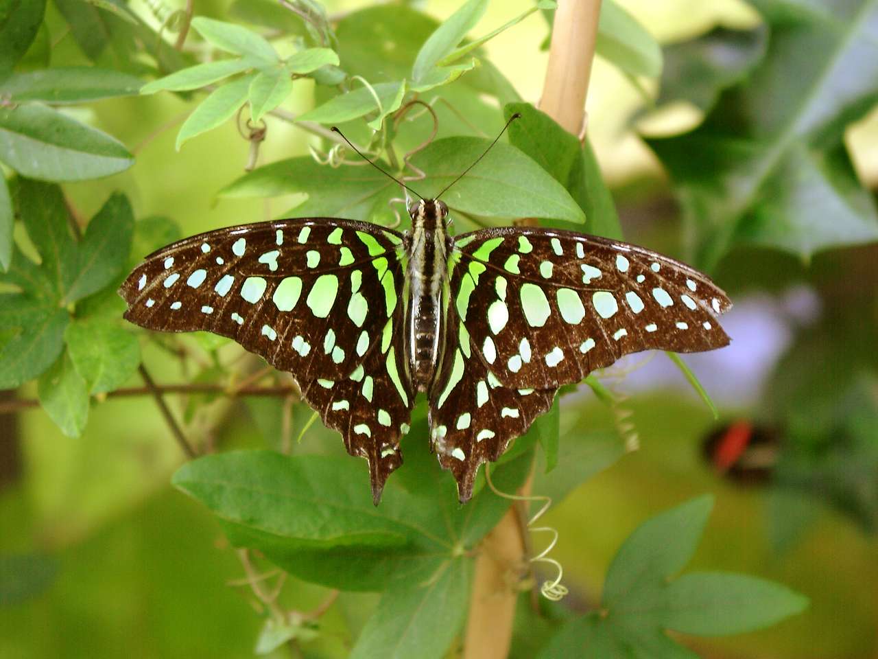 Motyl w tropikalnym domu puzzle online