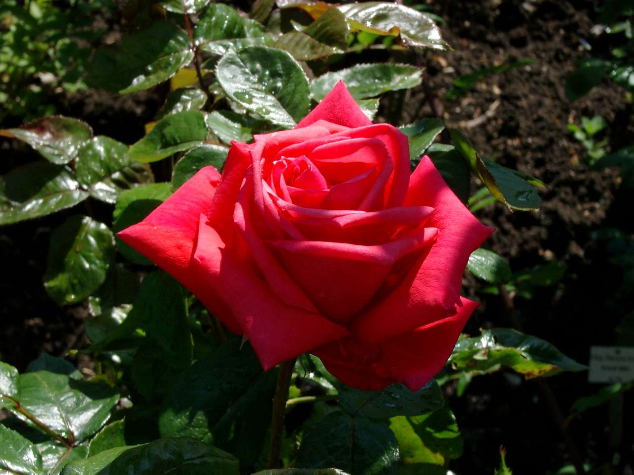 Kwiat róży puzzle online