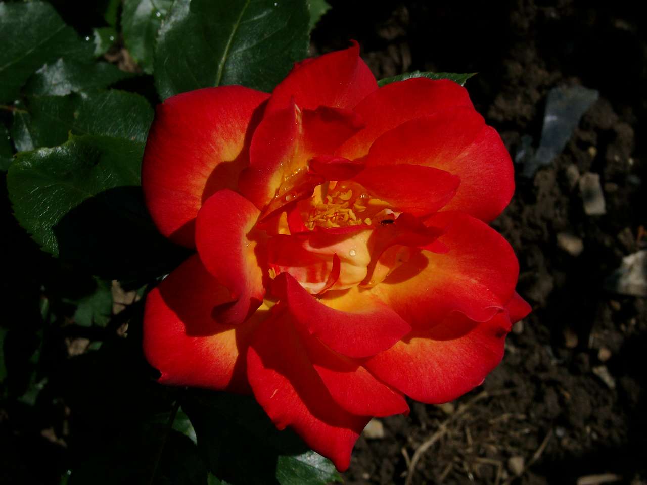 Fleur de rose puzzle