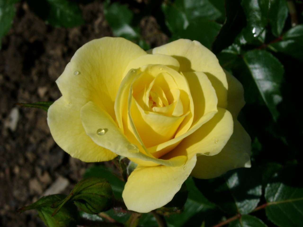 żółty kwiat róży puzzle online