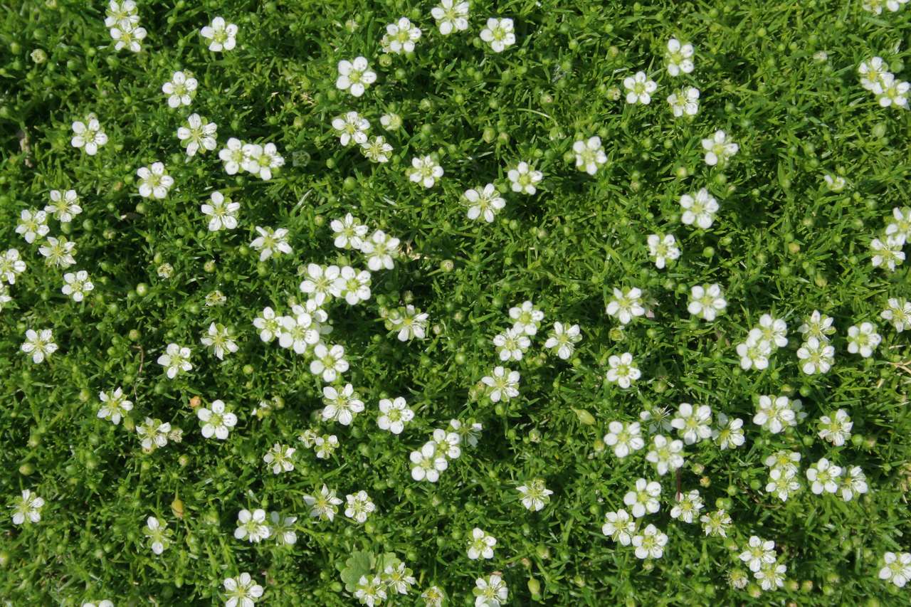 Białe kwiatuszki puzzle online