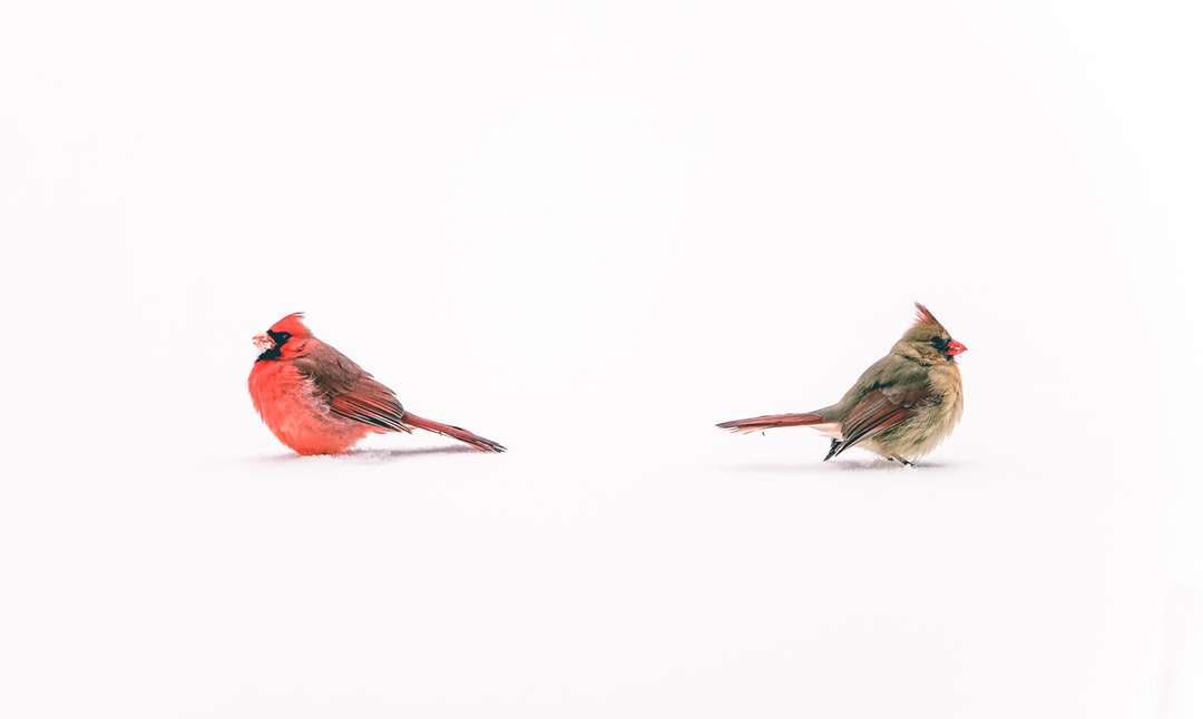 czerwony kardynał ptak na białej powierzchni puzzle online