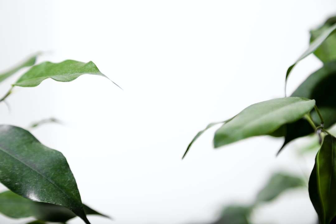 zielony liść z białym tłem puzzle online