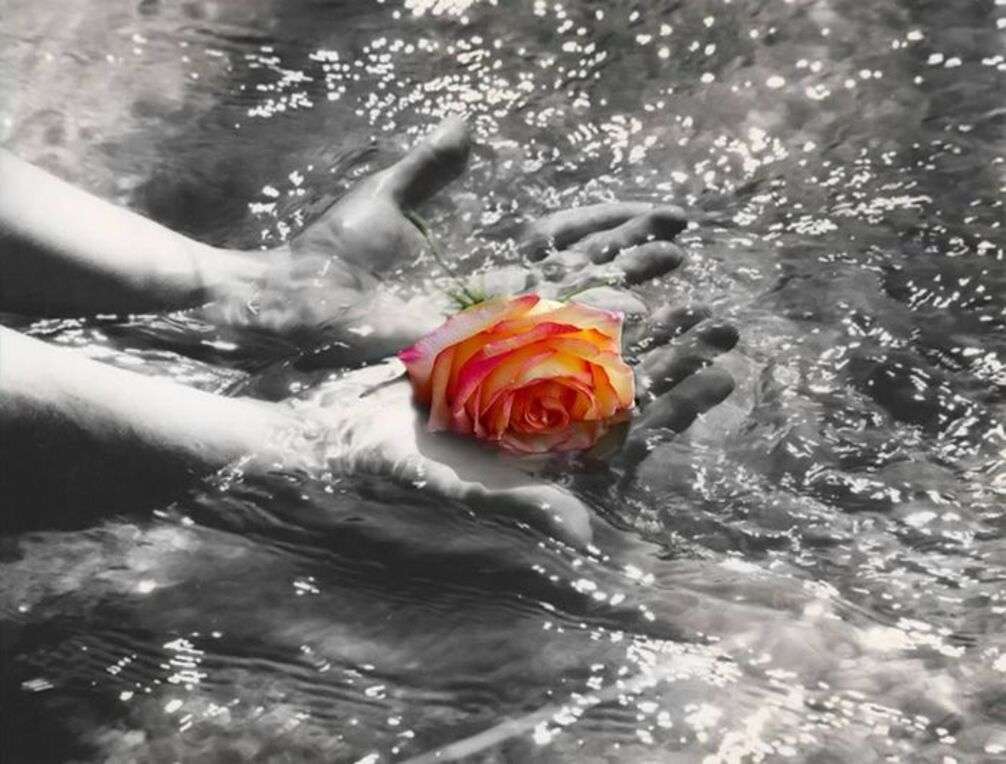 Róża nad wodą puzzle online