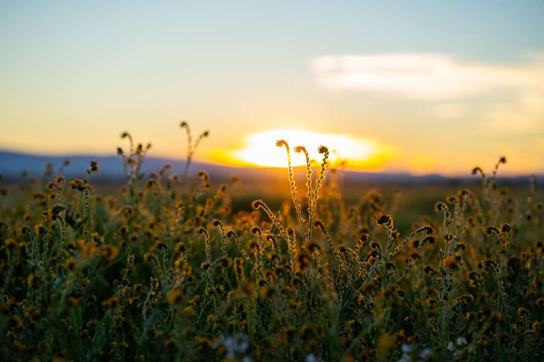 zielona trawa podczas zachodu słońca puzzle online