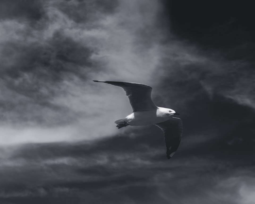 biały i czarny ptak latający pod zachmurzonym niebem w ciągu dnia puzzle online