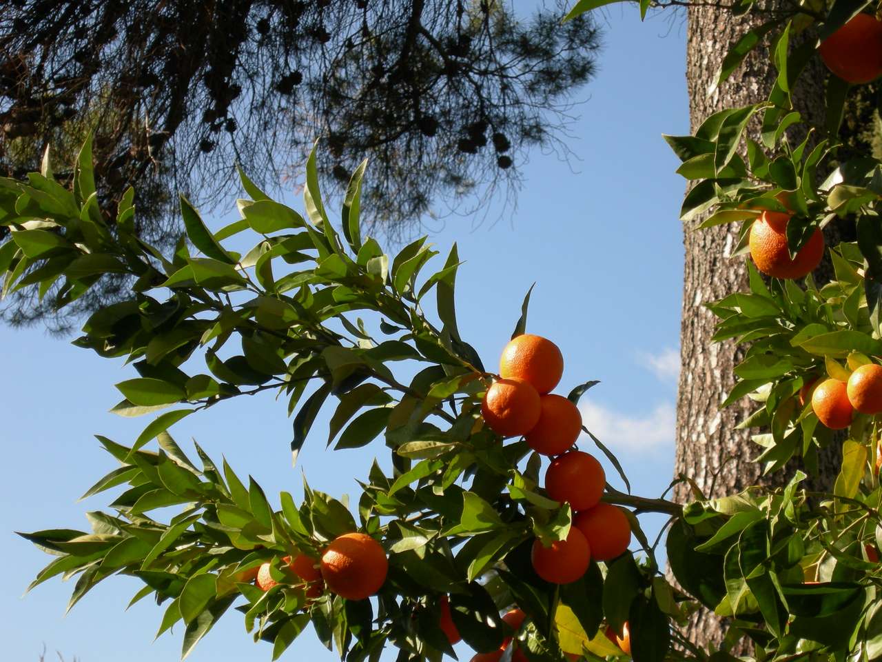 Włoskie pomarańcze puzzle online