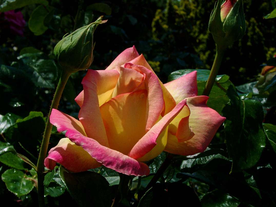 wielobarwny kwiat róży puzzle online