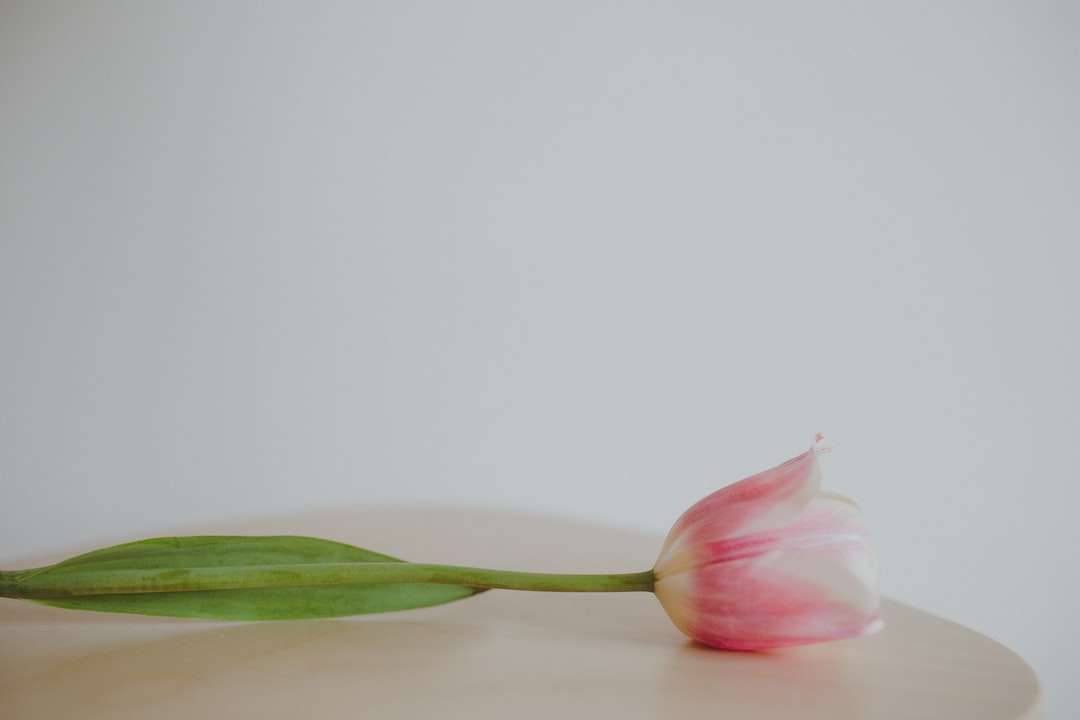 różowy i biały kwiat w fotografii z bliska puzzle online