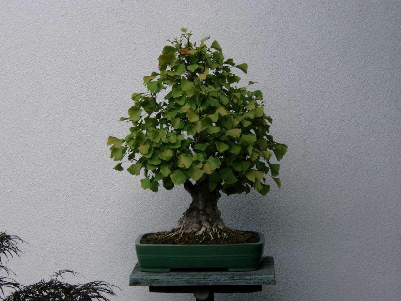 Drzewko Bonsai puzzle online