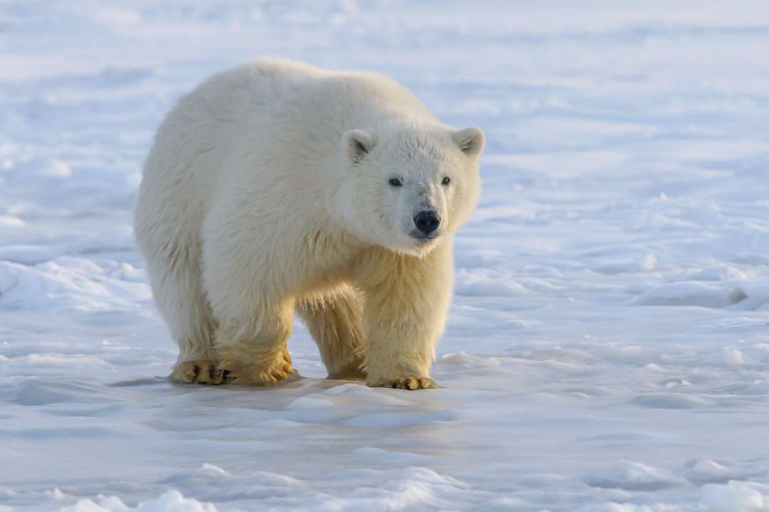 niedźwiedź polarny na ziemi pokrytej śniegiem w ciągu dnia puzzle online