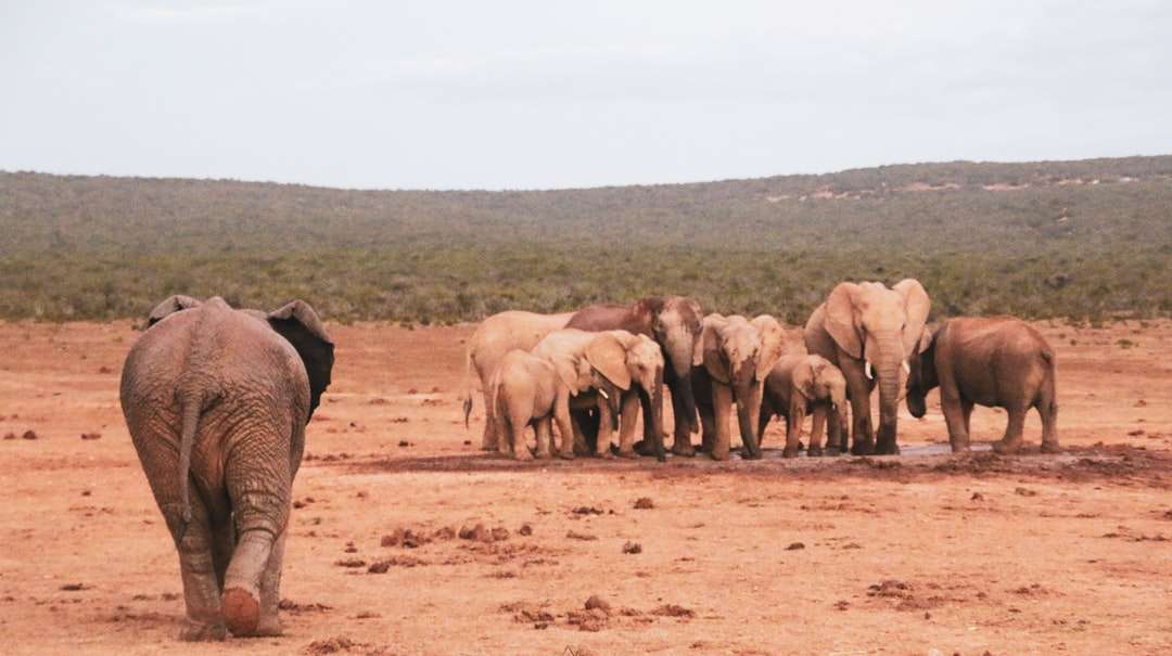 grupa słoni na brązowym polu w ciągu dnia puzzle online