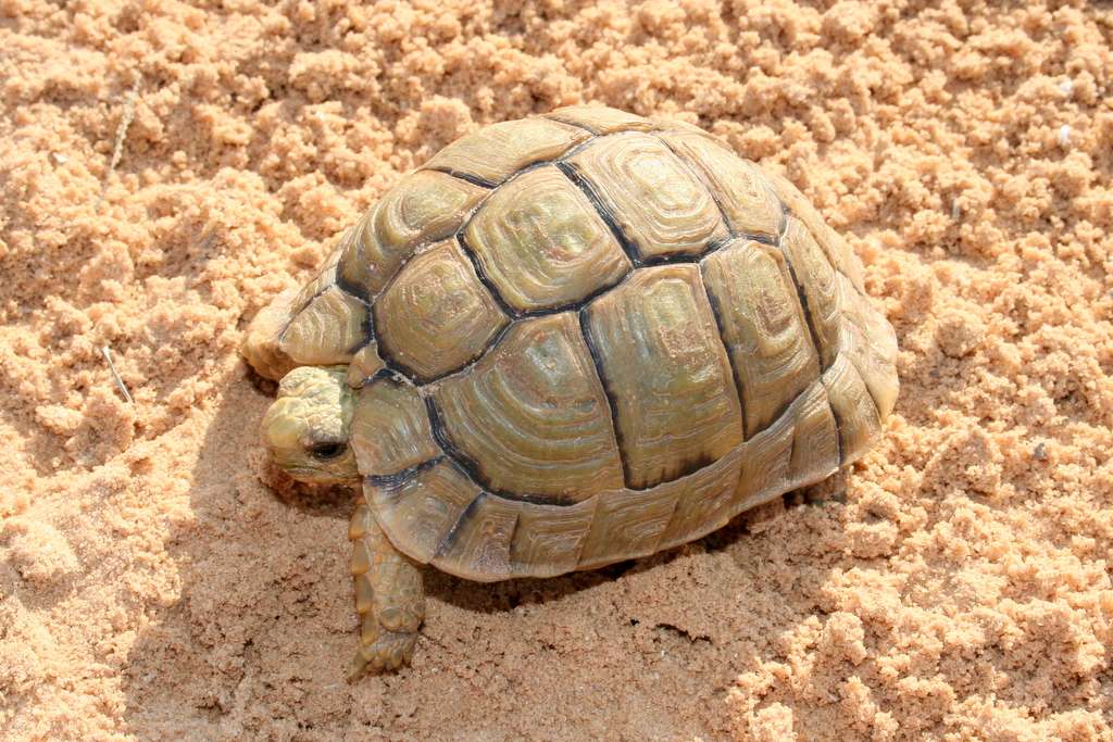 Egyptische schildpad puzzel