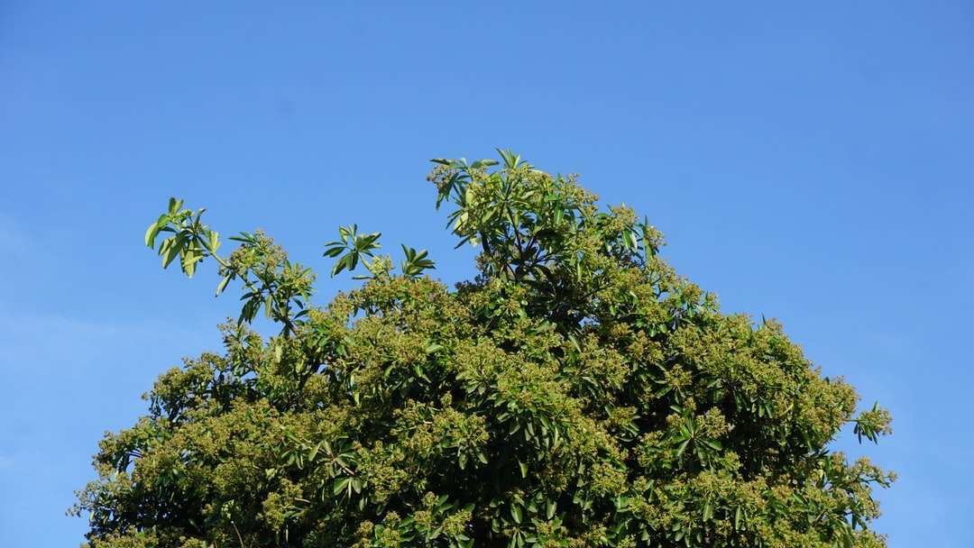 zielone drzewo pod błękitnym niebem w ciągu dnia puzzle online