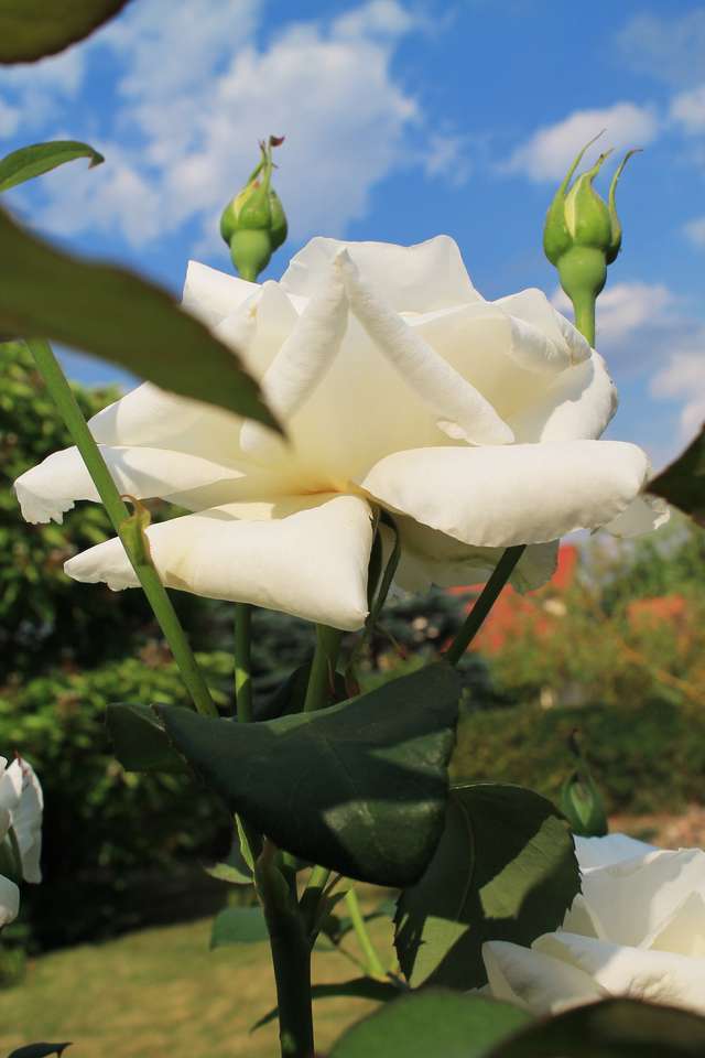 Biała róża puzzle online