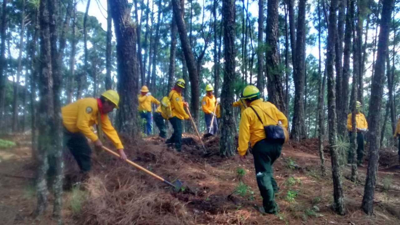 Członkowie brygady leśnej w Sierra de Manantlán puzzle online