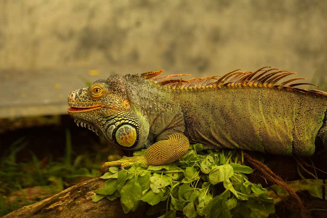 dragón barbudo marrón y gris sobre hojas verdes rompecabezas
