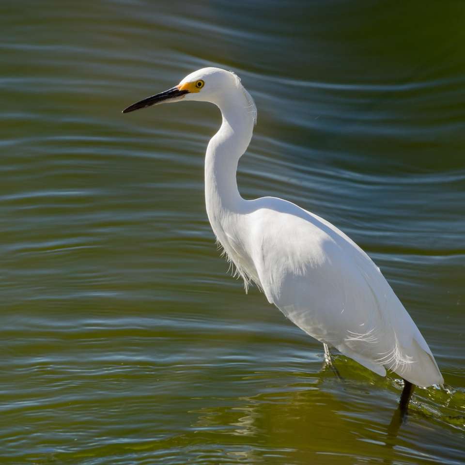 długonogi biały ptak na zbiorniku wodnym puzzle online