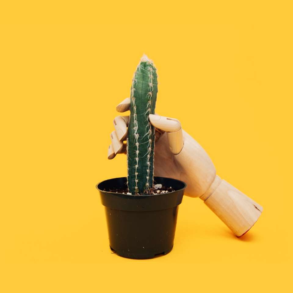 zielony kaktus na czarnej doniczce puzzle online