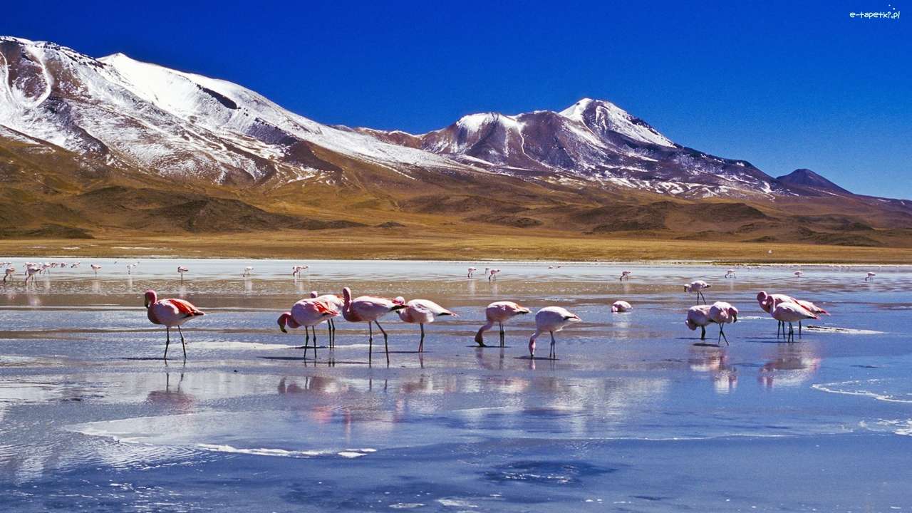 Flamingi, Rzeka puzzle online