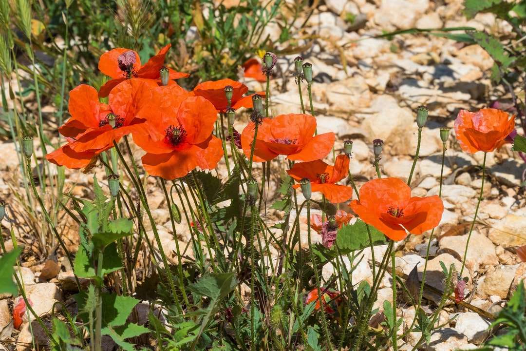 pomarańczowe kwiaty na szarej skalistej ziemi puzzle online