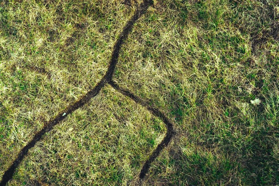 czarna lina na zielonej trawie puzzle online