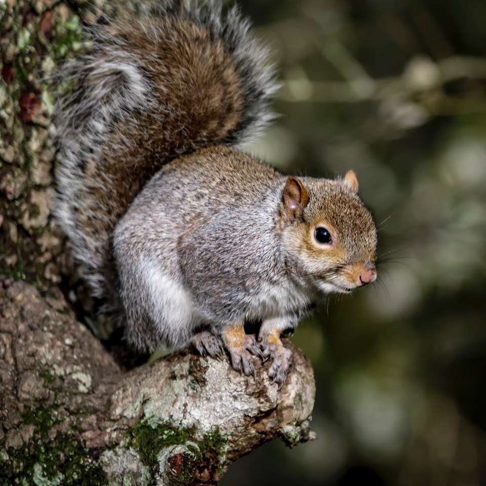 brązowa wiewiórka na brązowej gałęzi drzewa puzzle online